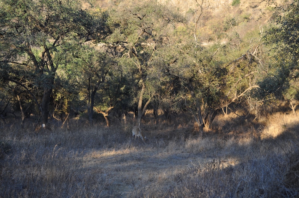 Tree of Life Sariska Manor 46/58