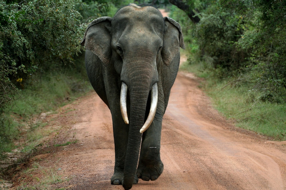 Wild Eco Safari 20/22