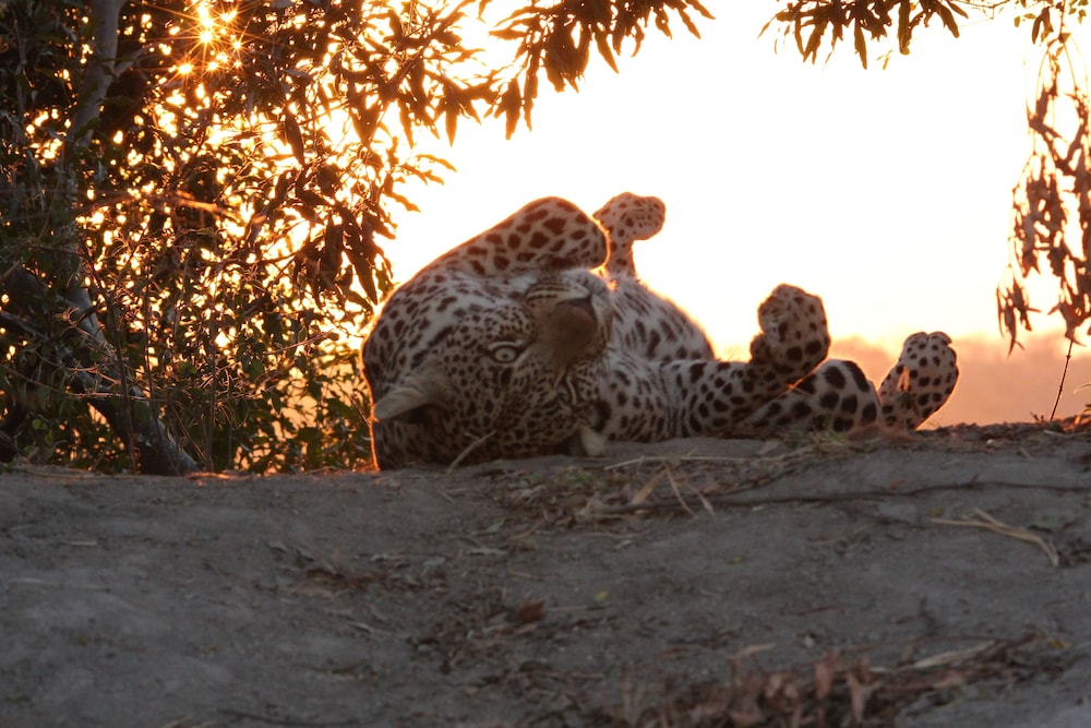 Leopard Mountain Safari Lodge 14/74