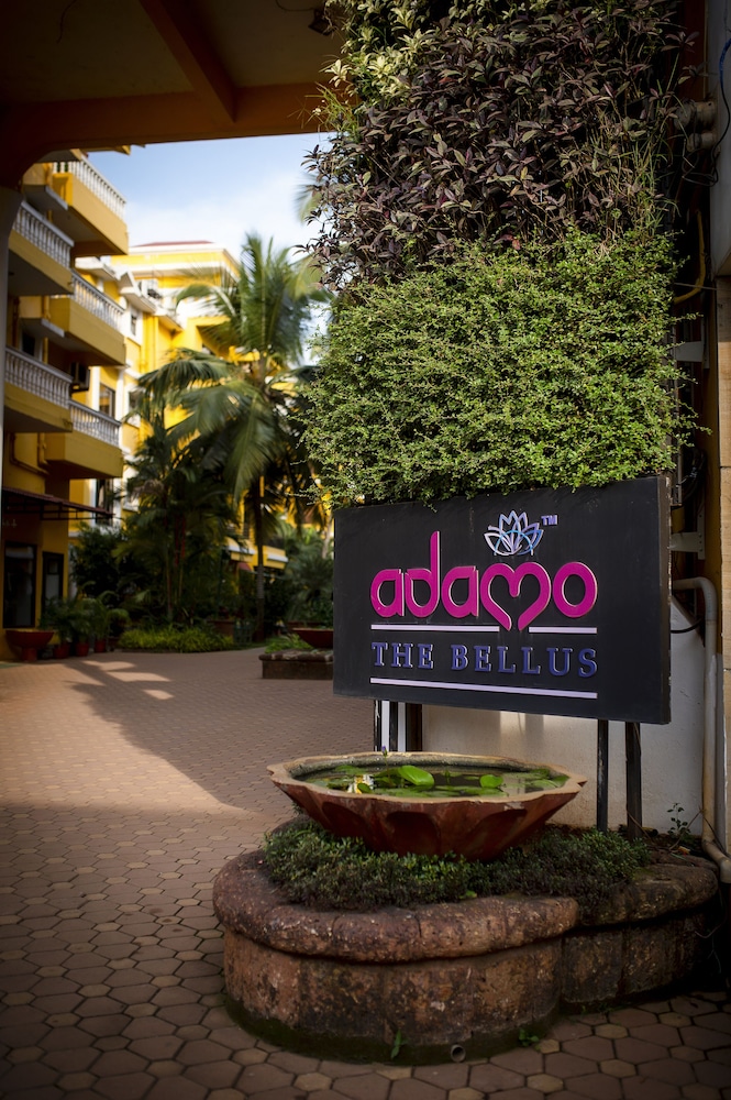Adamo The Bellus Goa 4/50