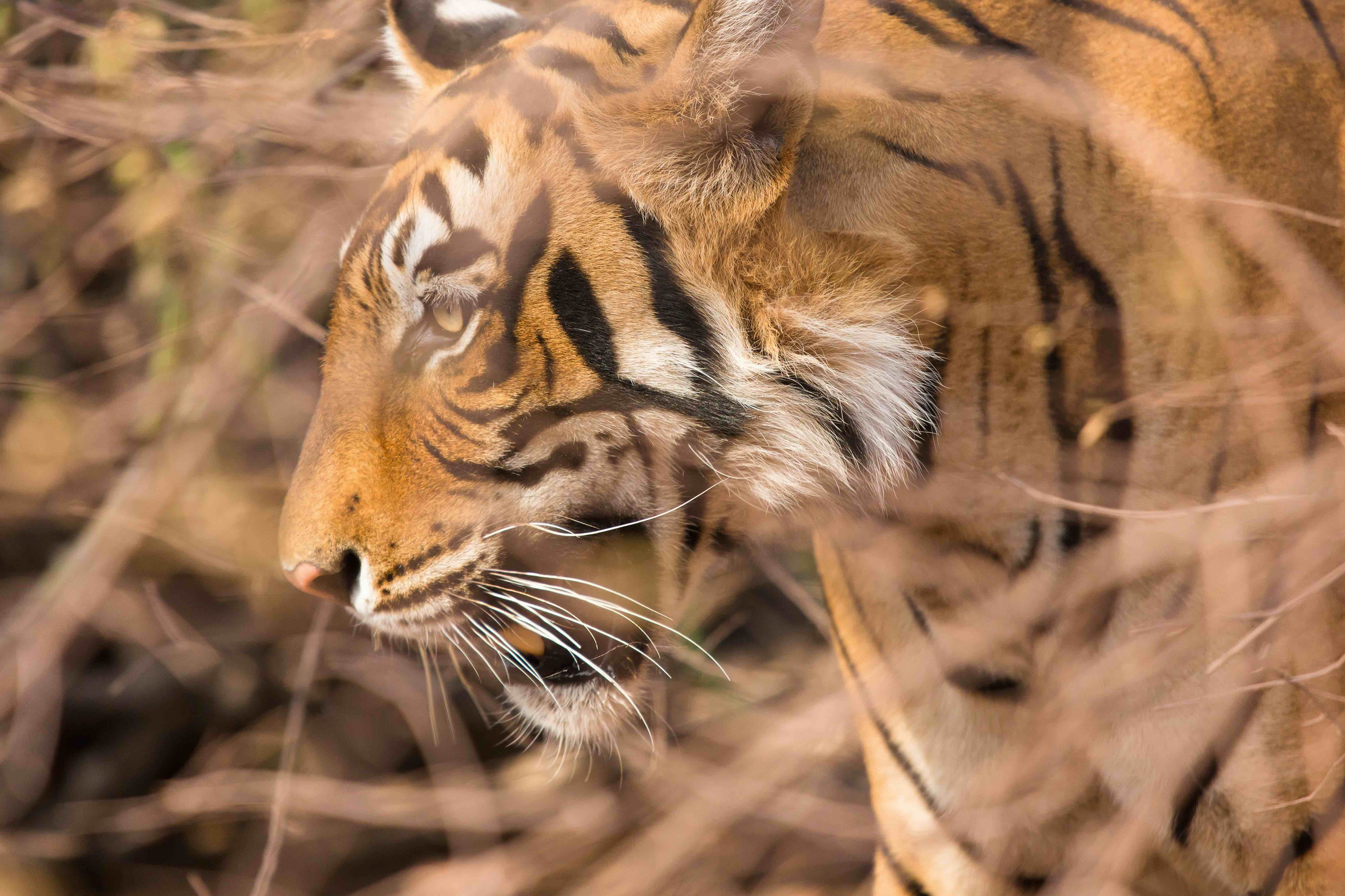 The Oberoi Vanyavilas Wildlife Resort Ranthambhore 6/18