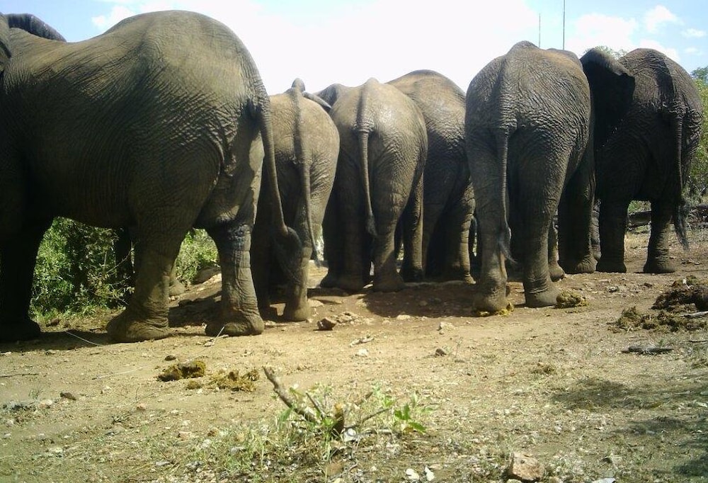 Balule Bushveld Safari Lodge 21/38
