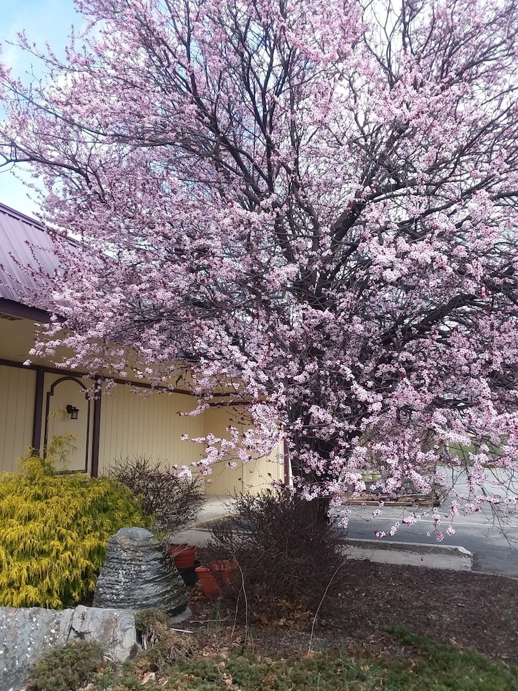 Apm Inn & Suites 51/54