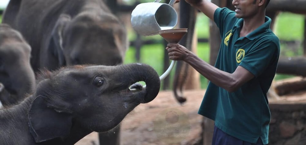Grand Udawalawe Safari Resort 15/50