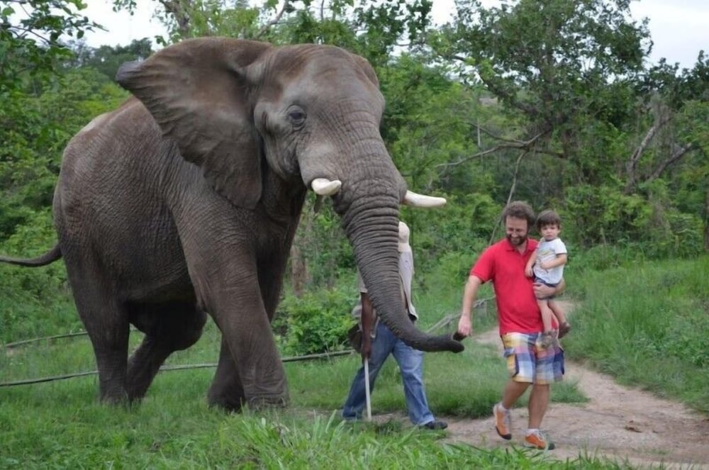 Hazyview Buffalo Game Lodge 21/29