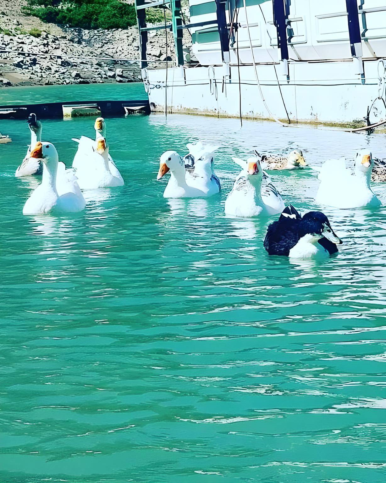 Marina Tatil Koyu 14/22