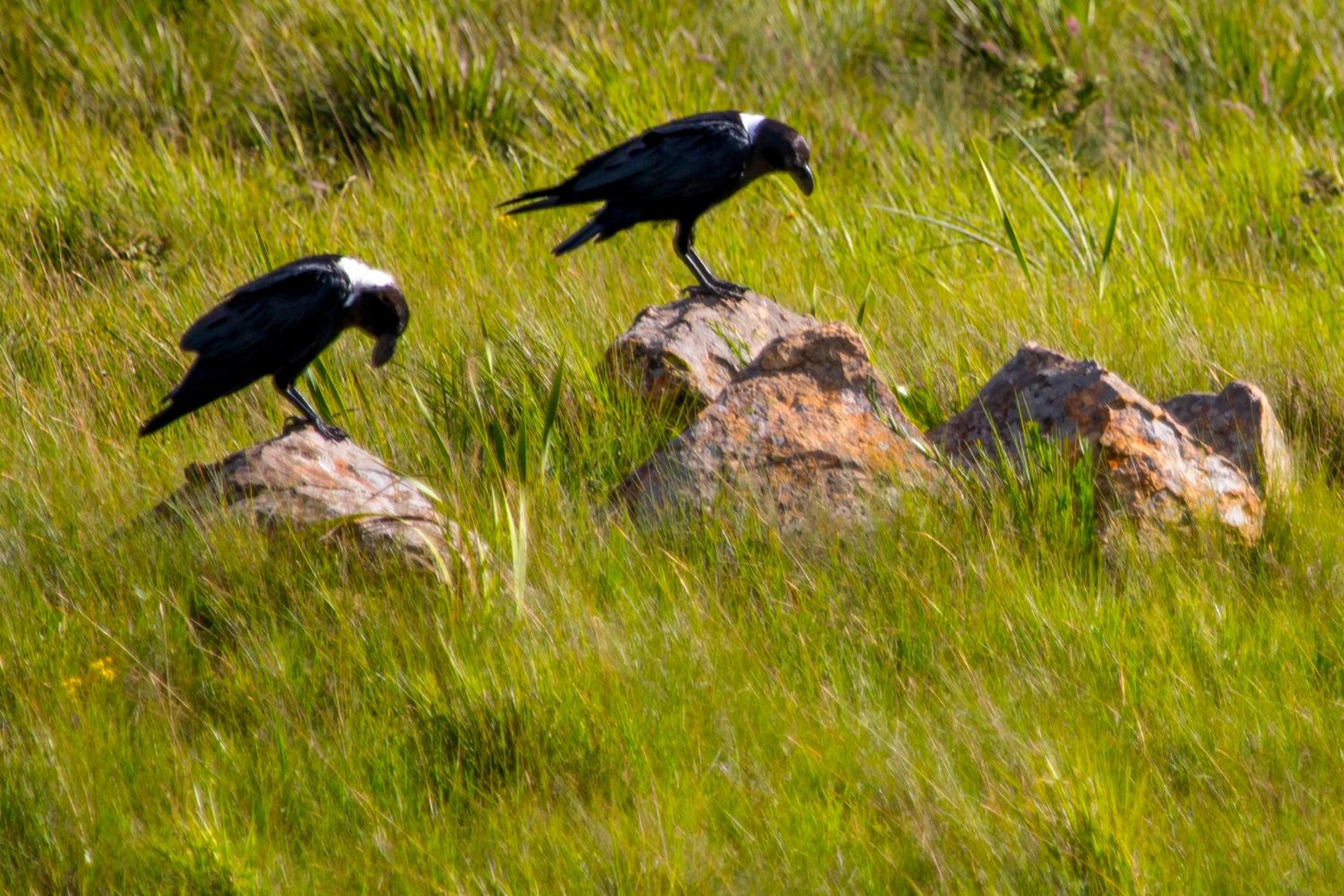 Greenfire Drakensberg Lodge 39/48