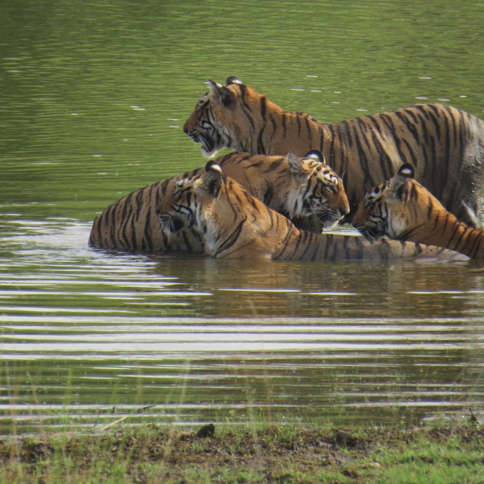 Treebo Rajputana Ranthambore 44/50