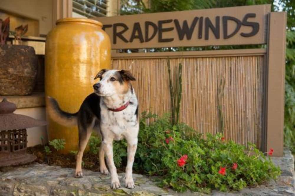 Tradewinds Carmel 6/51