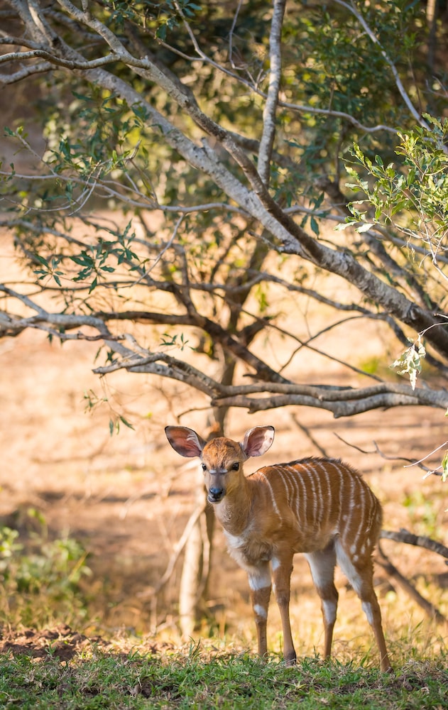Waterbuck Game Lodge - All Inclusive 41/50
