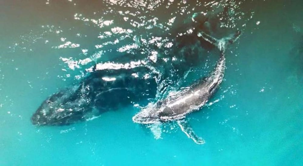 NINGALOO LODGE EXMOUTH. 44/50