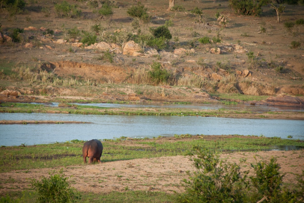 Mvuradona Safari Lodge 32/50