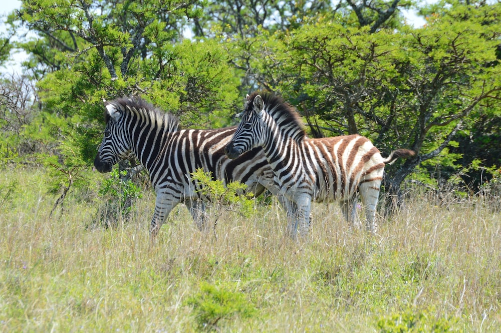 PREMIER RESORT MPONGO PRIVATE GAME RESERVE 47/50