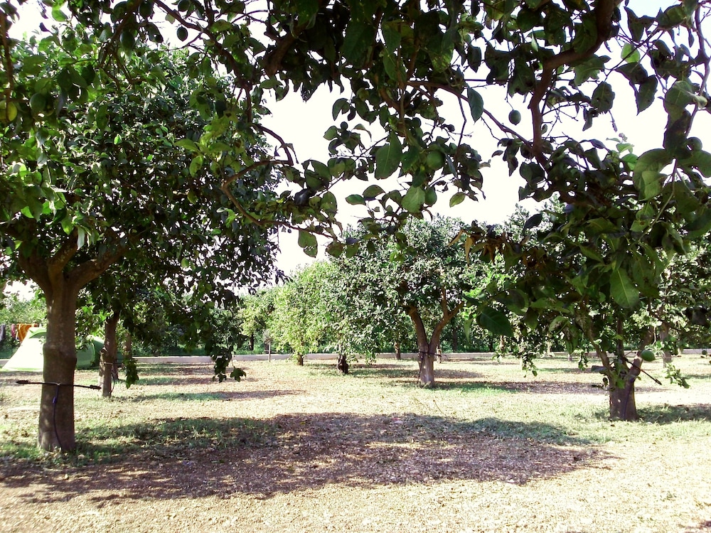 Terra Dei Limoni 63/69