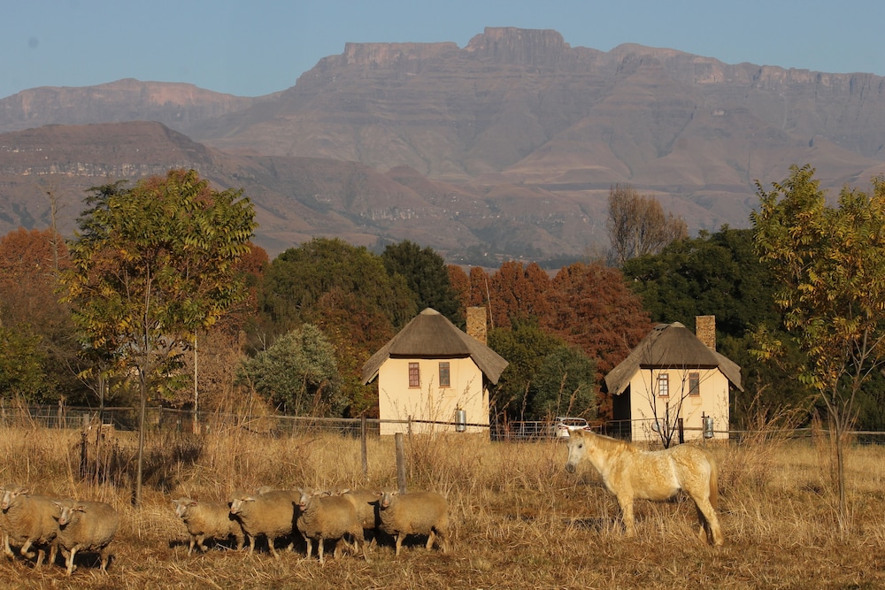 Ardmore Guest Farm 44/50