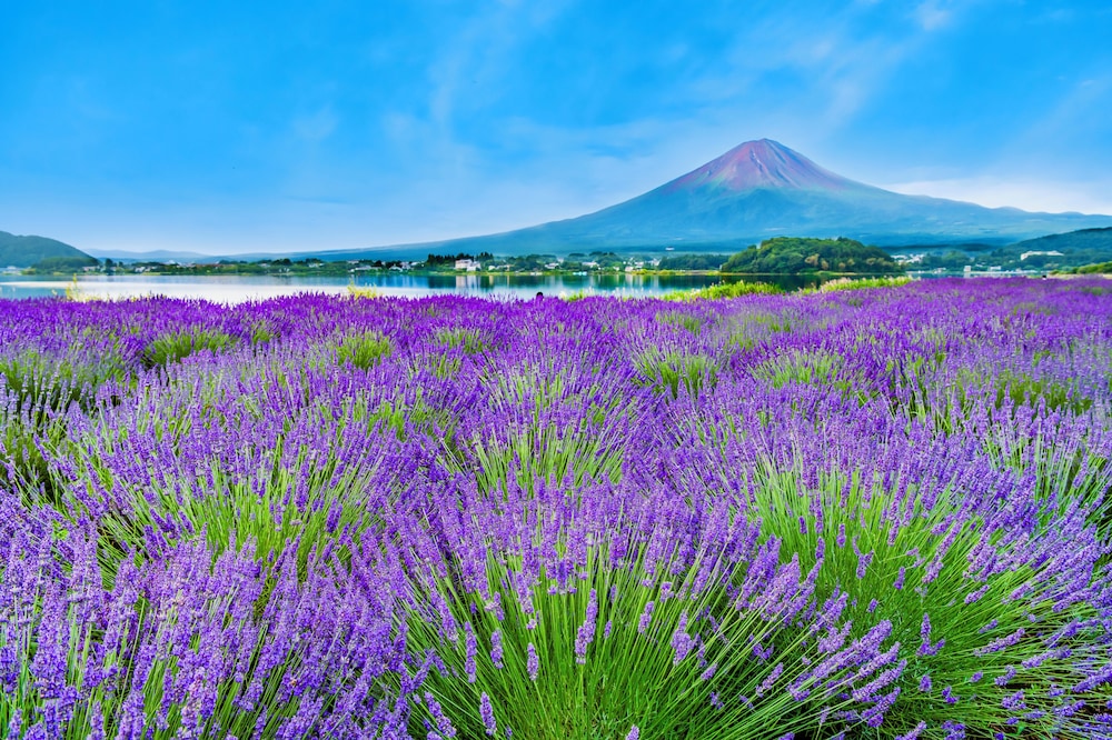 Hotel Mystays Fuji Onsen Resort 58/63