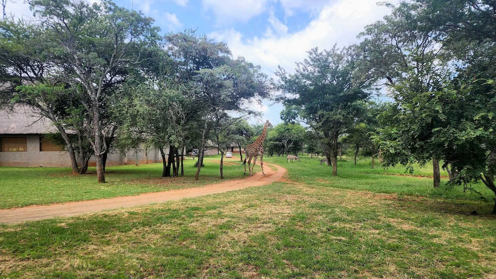 Buyskop Lodge 38/50