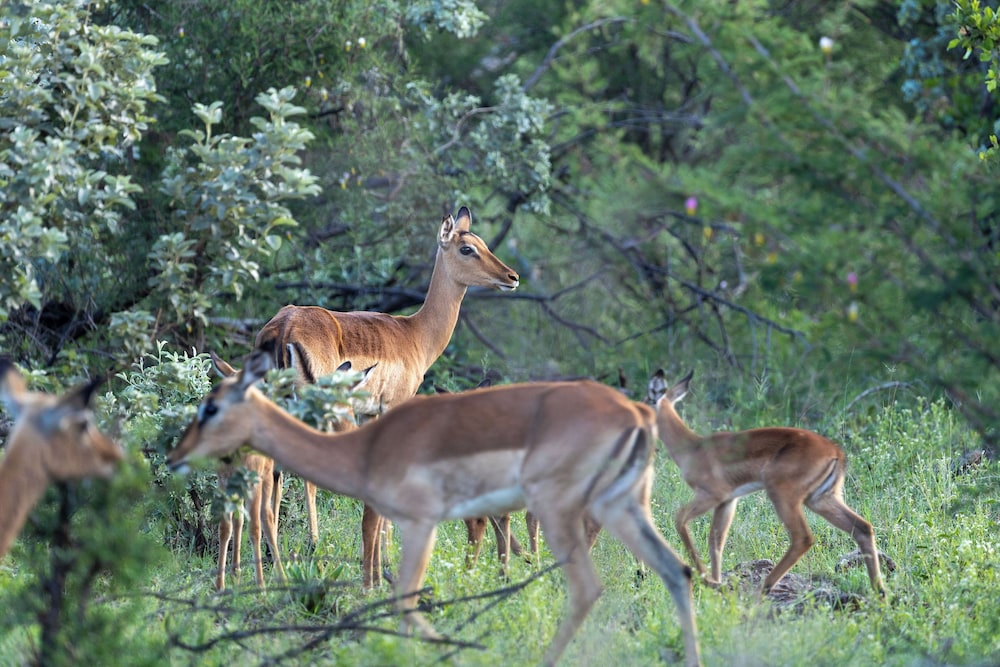Buffalo Ridge Safari Lodge 25/50
