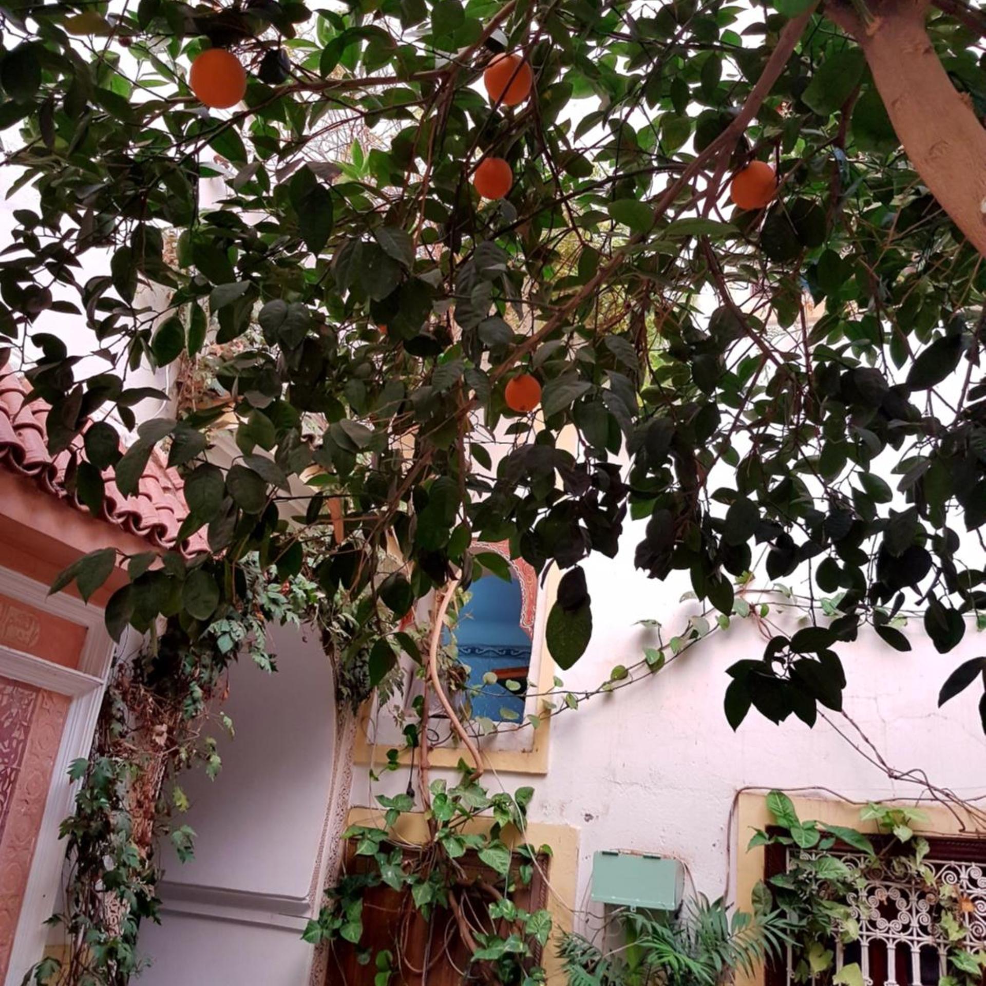RIAD DALIA 41/43