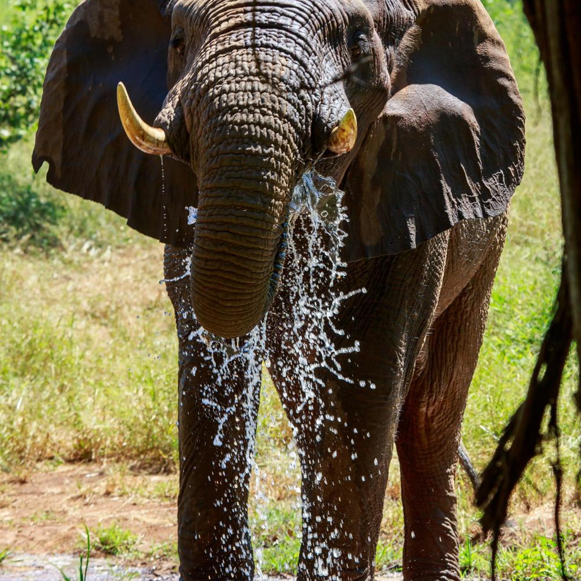 Sable Creek Safari Lodge 19/21
