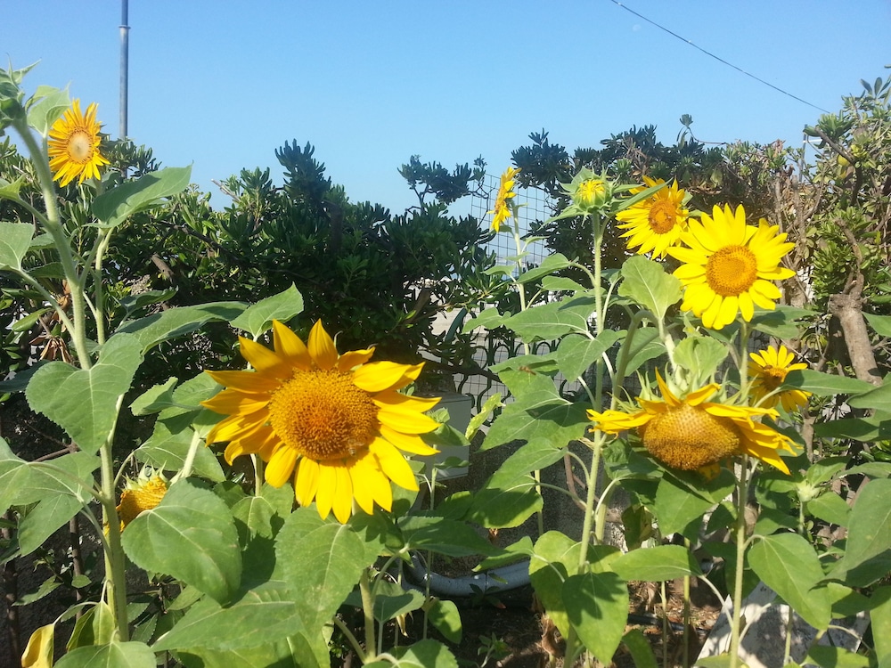 B&B Il Girasole 31/40