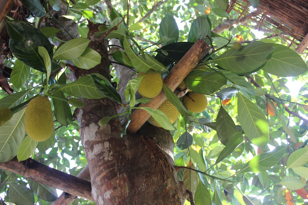 Pepper Farm Phu Quoc Bungalow 36/50