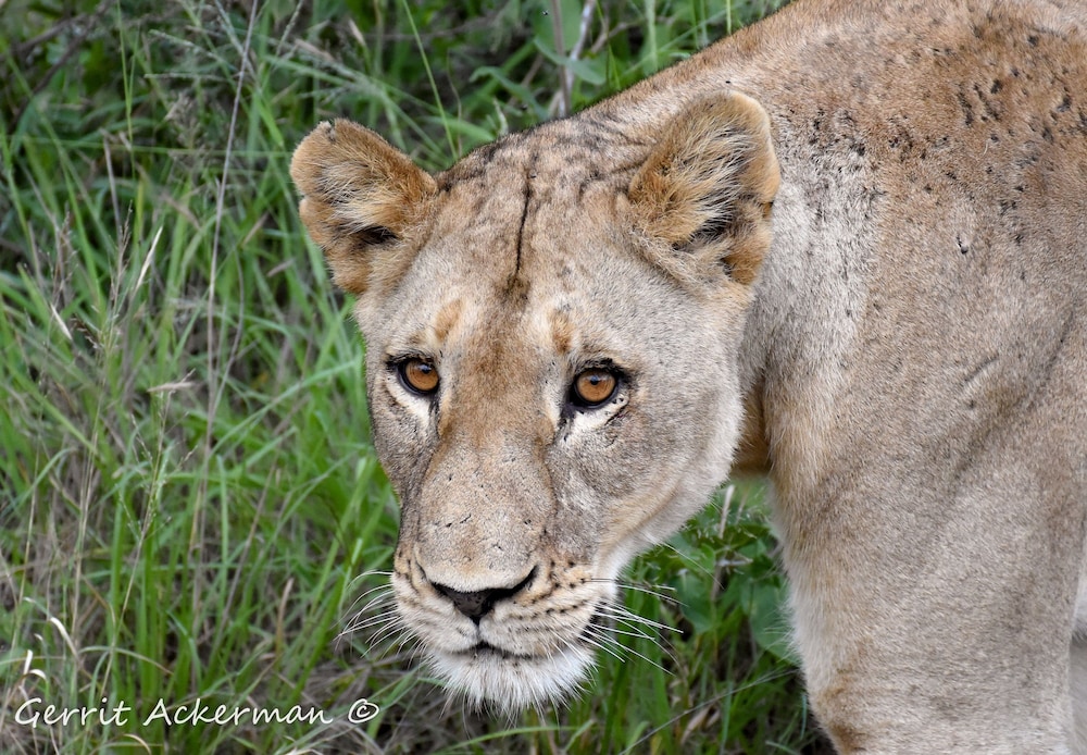 Elephant Plains Game Lodge 10/31