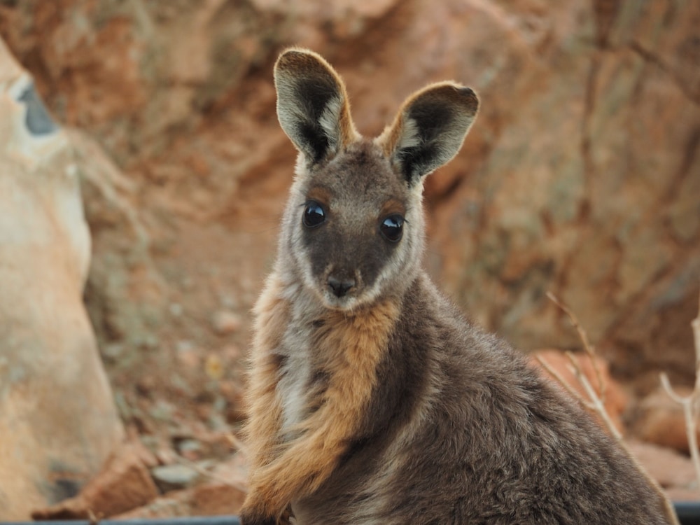 Arkaroola Wilderness Sanctuary 9/48
