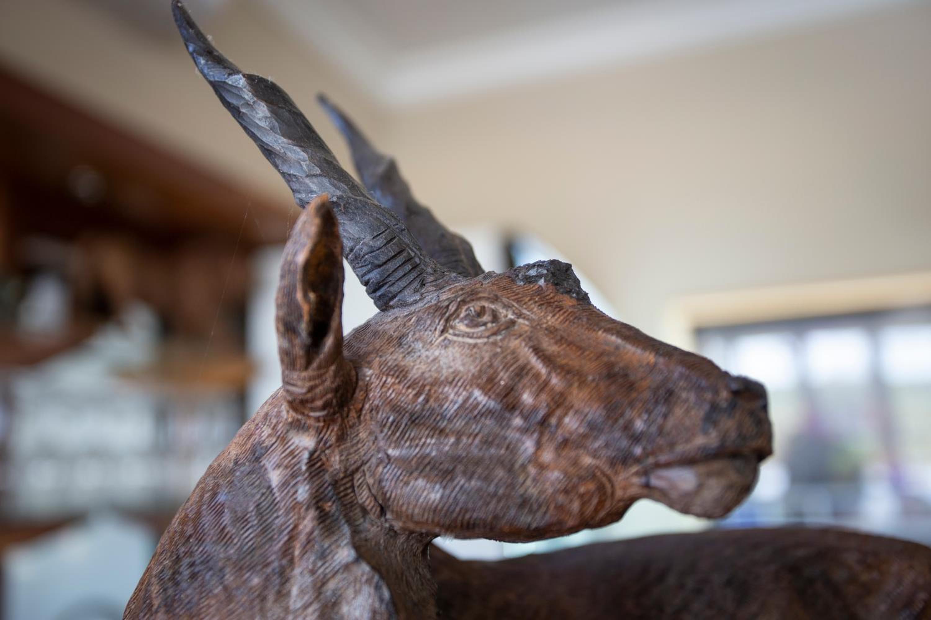 Buffalo Brooke 10/50