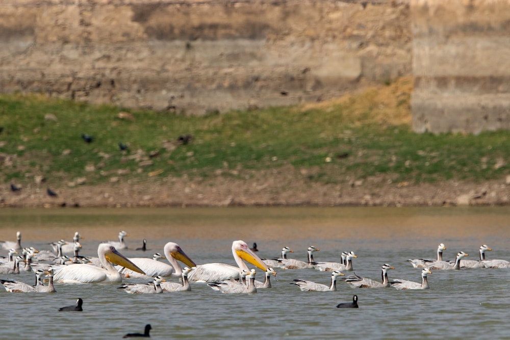 RAAS Chhatrasagar 45/50