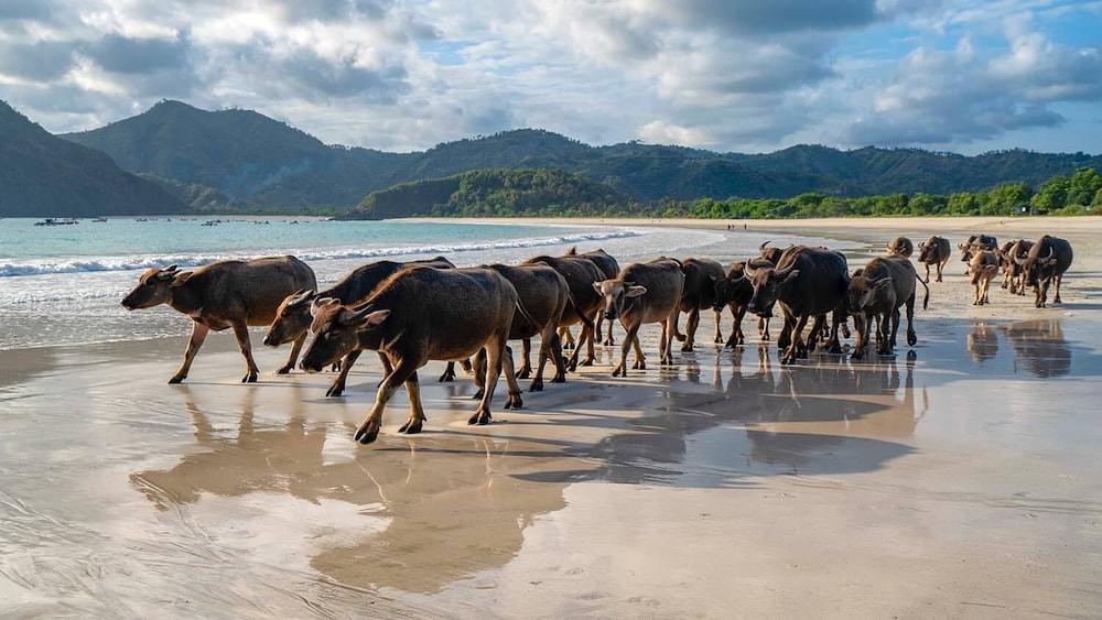 Jm Hotel Kuta Lombok 41/50