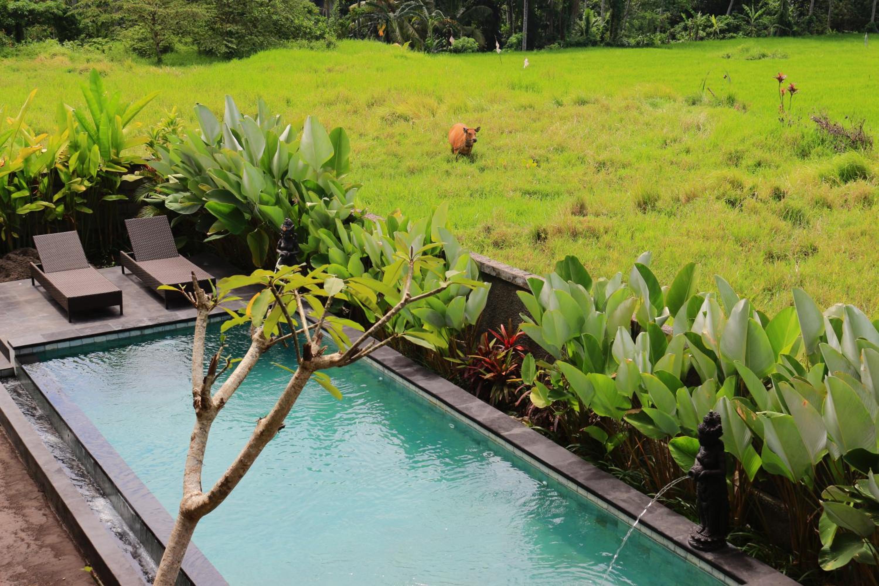 Uma Kutuh 2 34/50