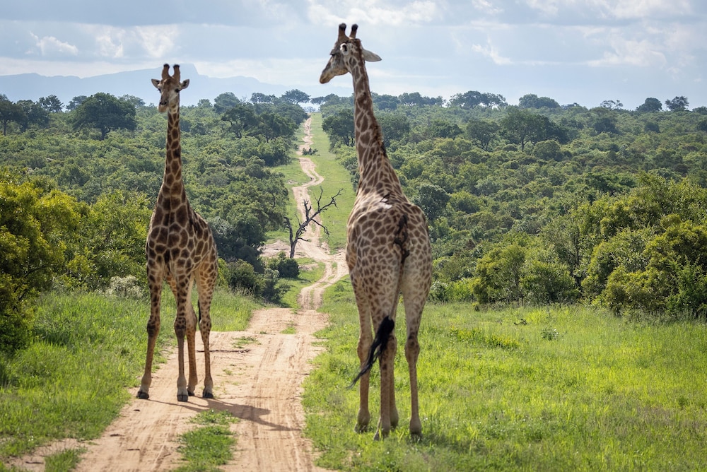 Tangala Safari Camp 44/50