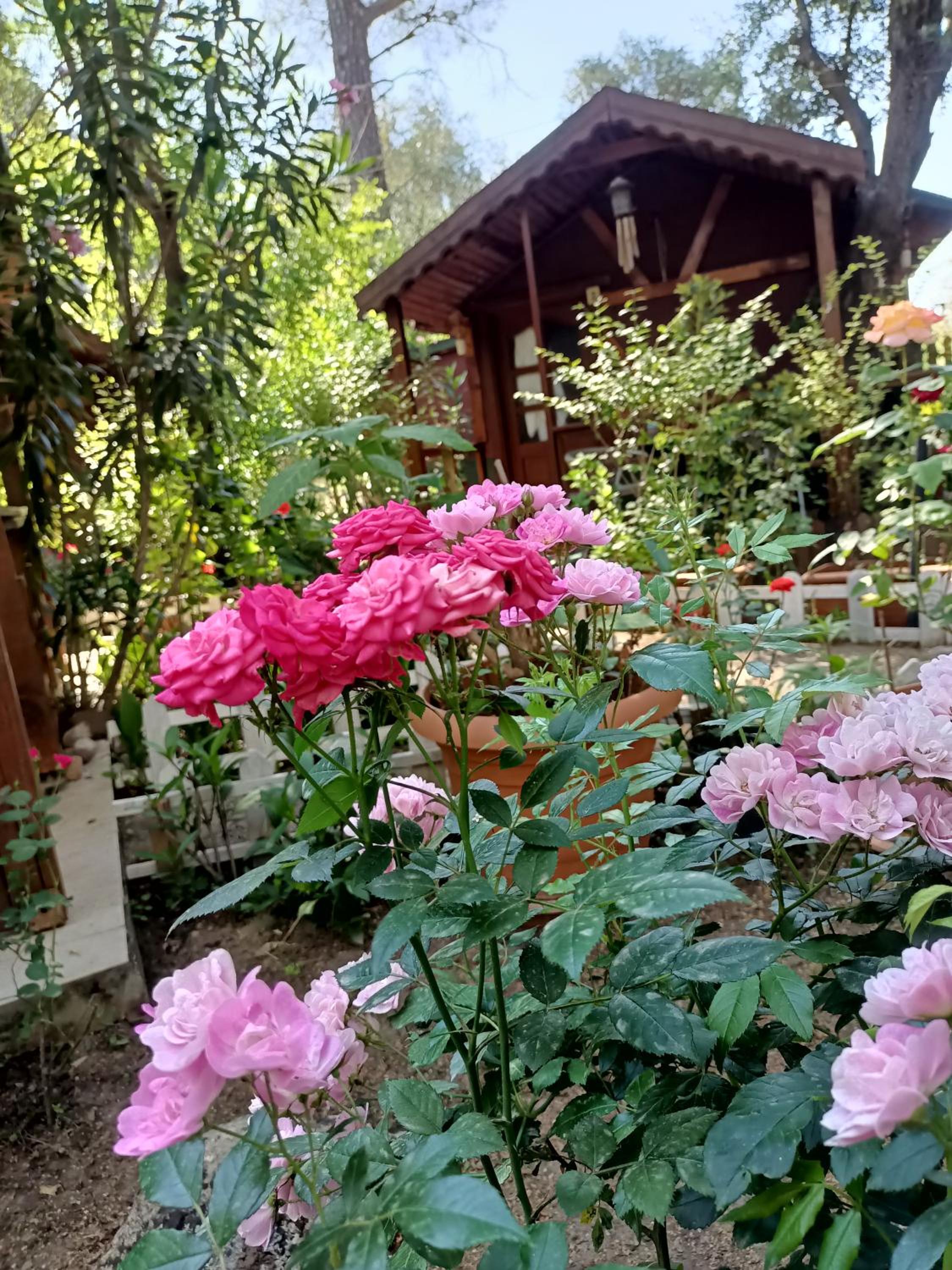 Canario Pension Bungalow 36/50