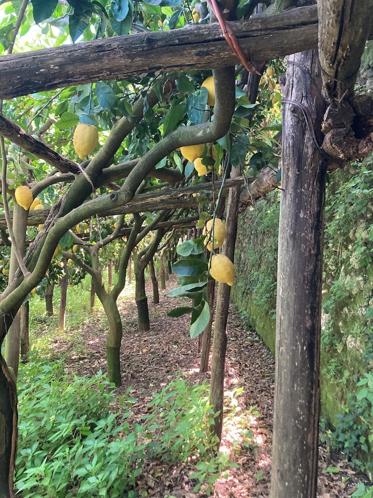 B&B I Limoni 37/50