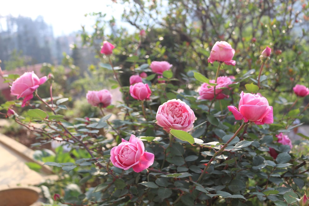 Sapa Garden Hotel 47/55