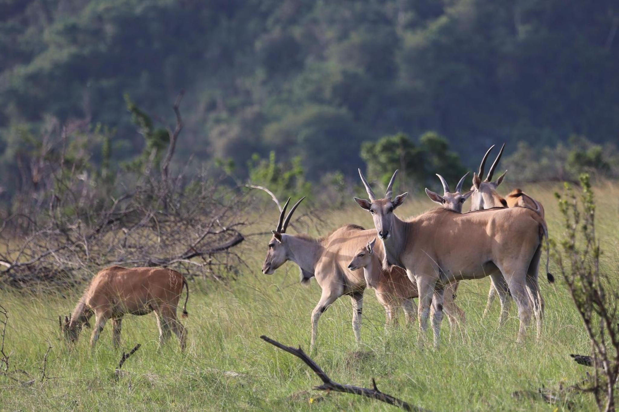 Horseshoe Game Reserve 38/47