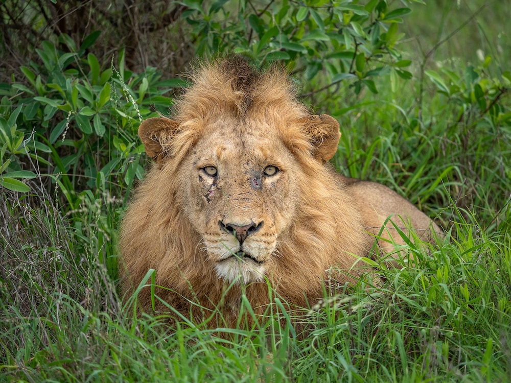 Honeyguide Tented Safari Camps 39/50