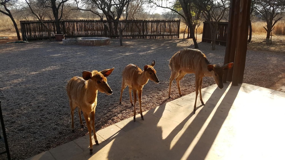 Makhato 84 Bush Lodge 16/45