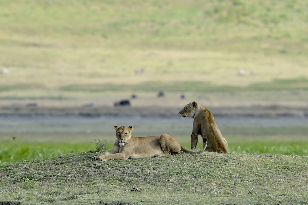 Ngorongoro Serena Safari Lodge 38/58