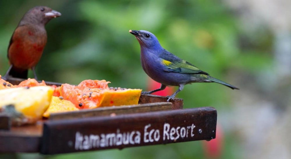 Itamambuca Eco Resort 35/73