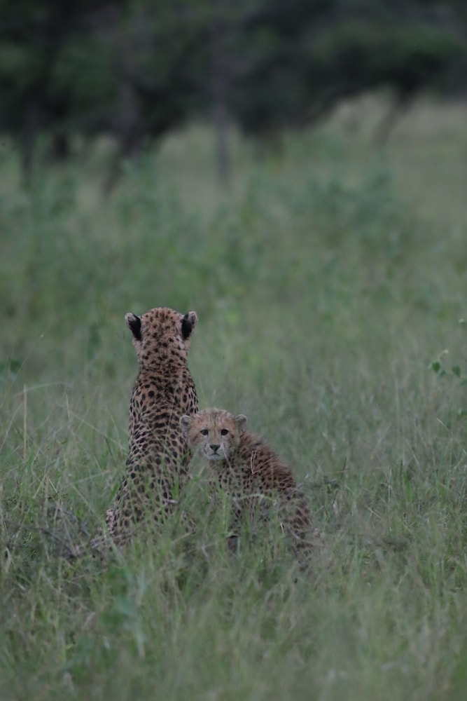 Leopard Mountain Safari Lodge 66/74