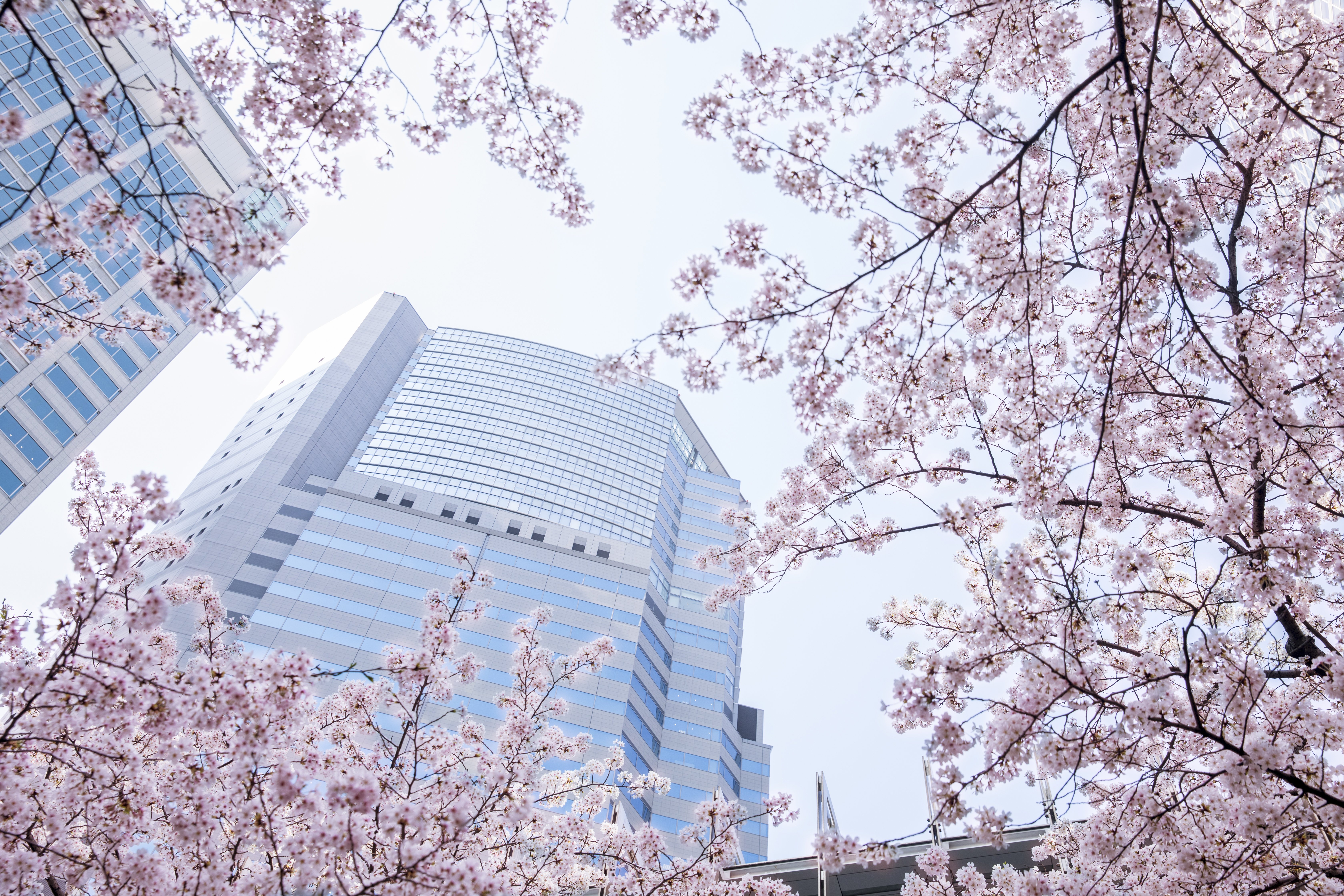 The Strings by InterContinental Tokyo 7/73