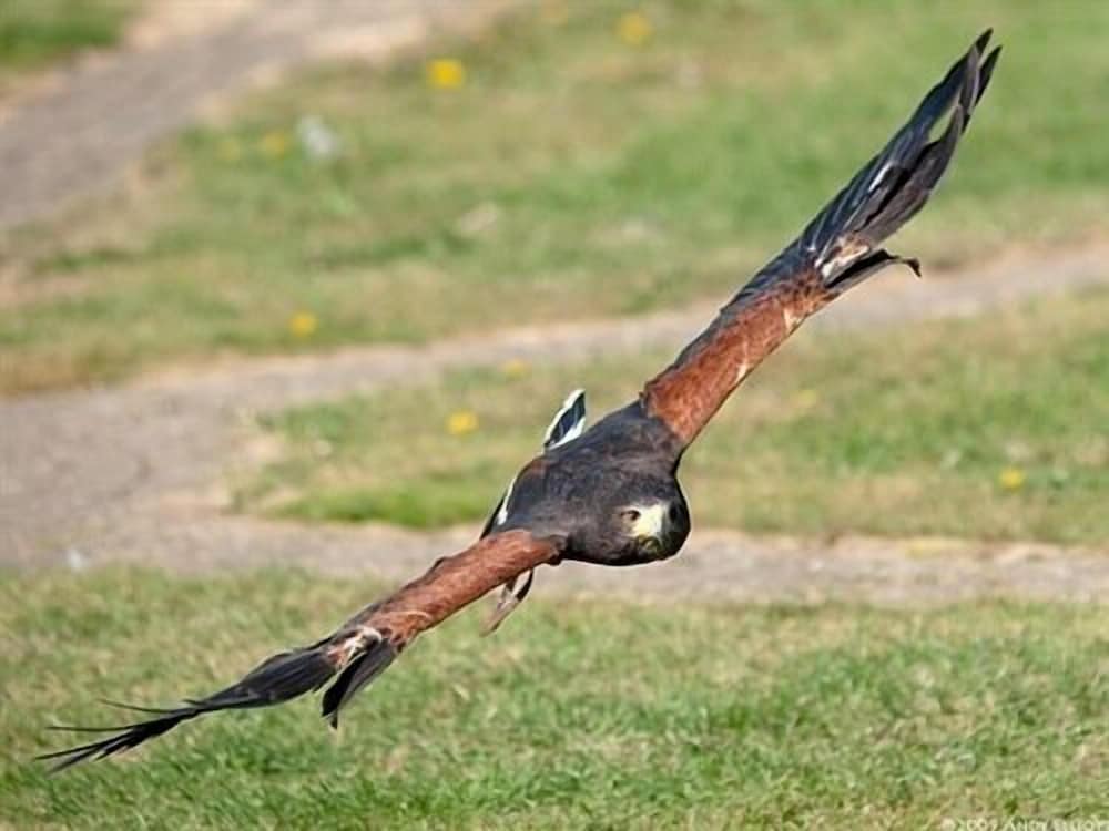 Falcons Nest 14/19