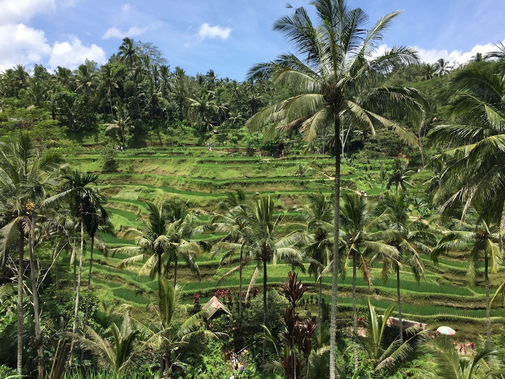 Ubud Sawah Homestay 40/50