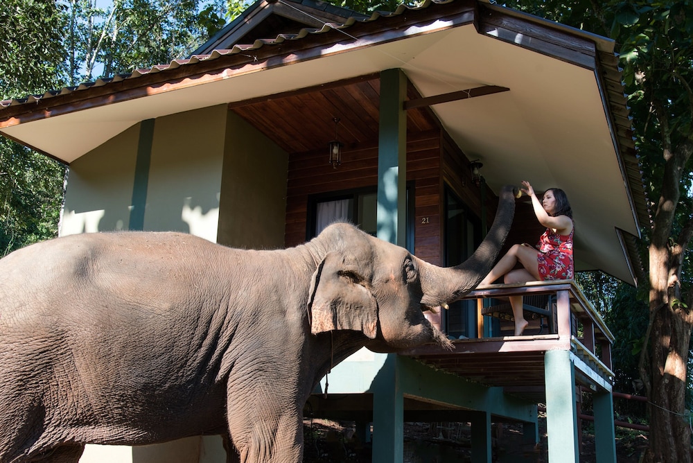 Chiang Mai Elephant Friends 8/50