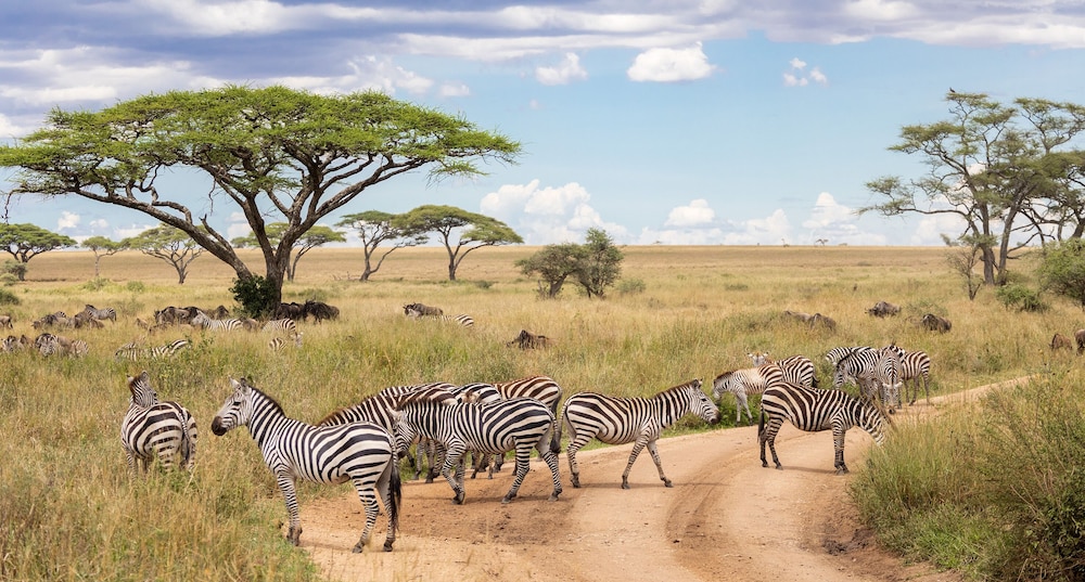 Melia Serengeti Lodge Member of Melia Collection 48/50