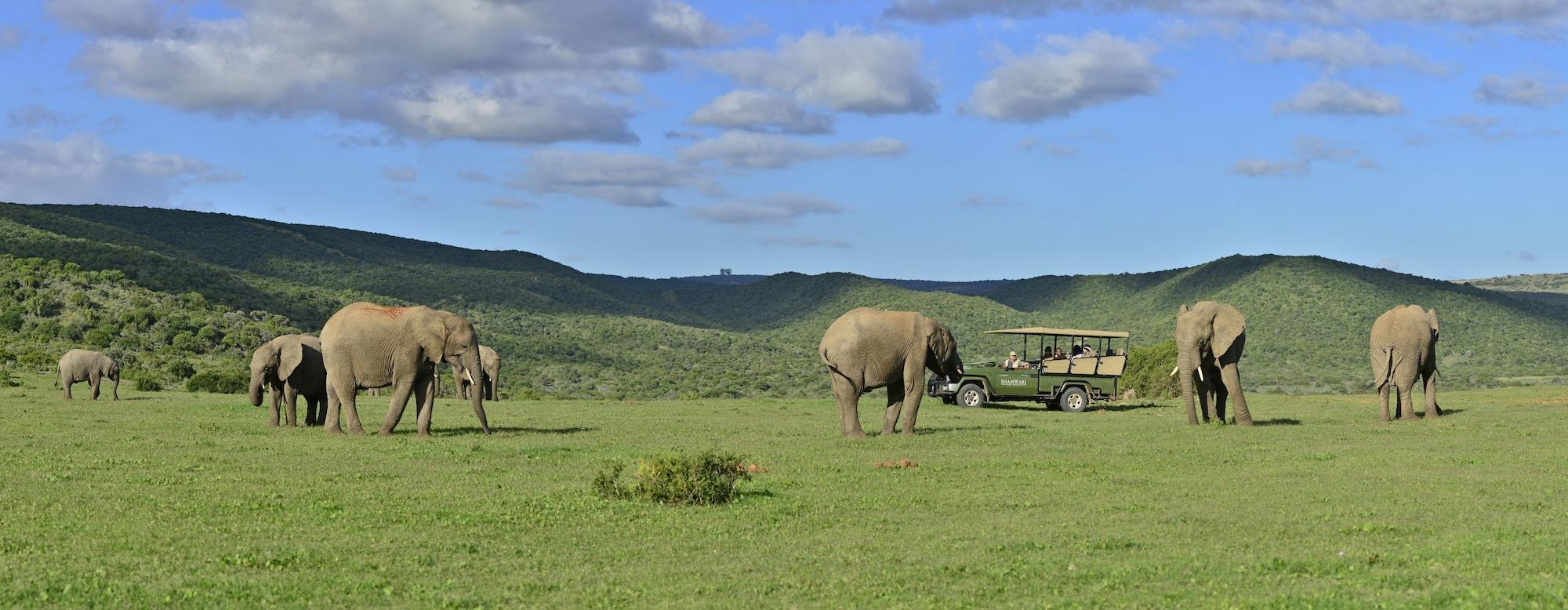 Shamwari Game Reserve - Eagles Crag 37/55