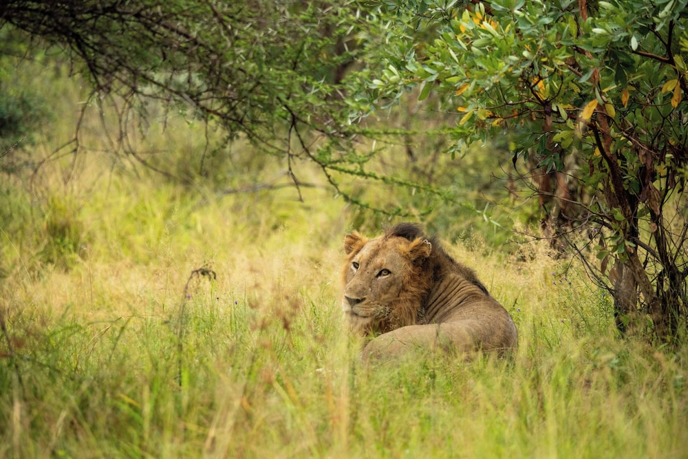Skukuza Safari Lodge 62/65
