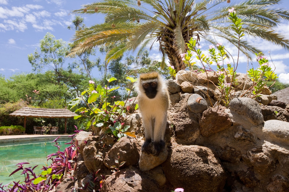 Amboseli Sopa Lodge 50/54